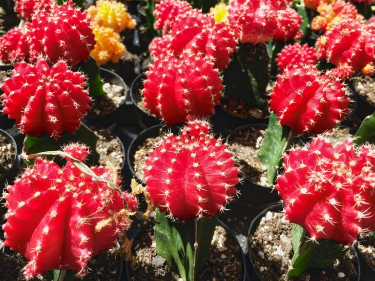 Red Top Cactus, Moon Cactus, Ruby Ball Cactus